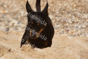 Foto 50