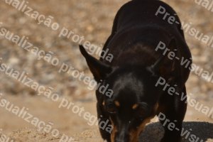 Foto 51